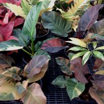 Philodendrons