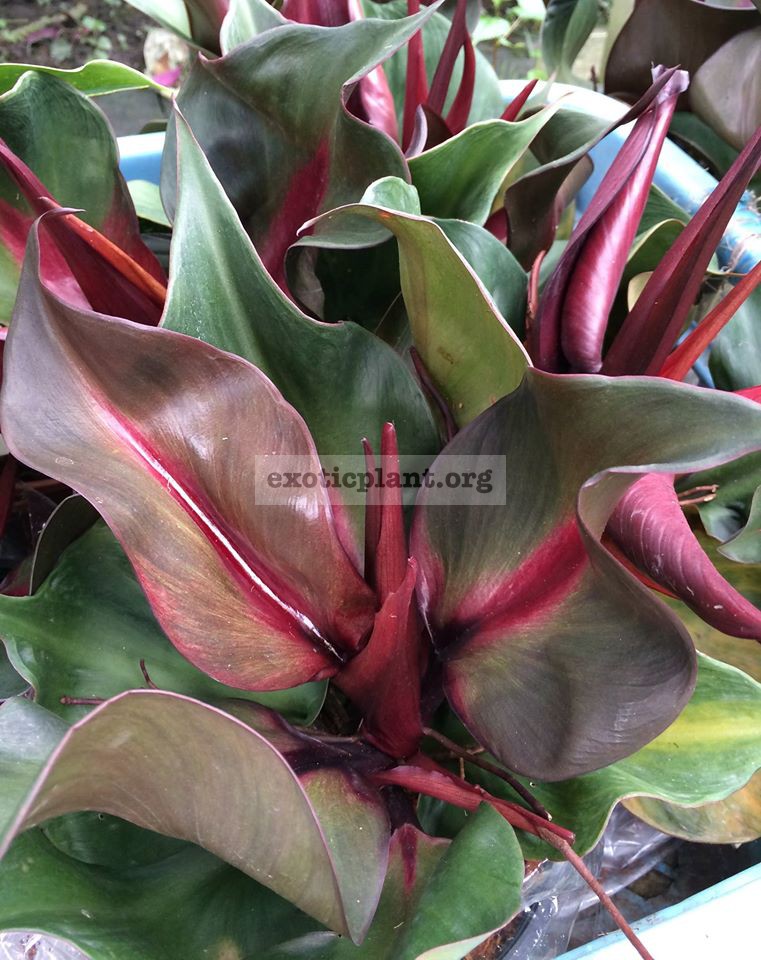 Philodendron Black Cardinal Twist