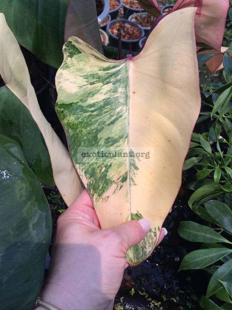 Philodendron Emerald Red variegated