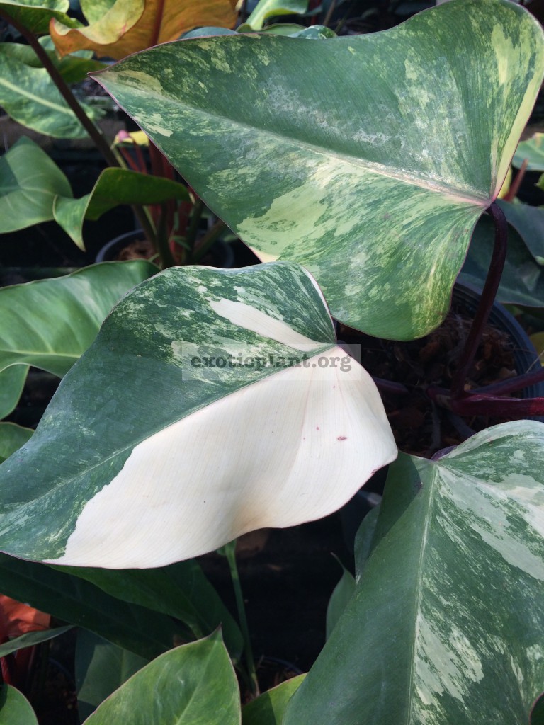 Philodendron Emerald Red variegated