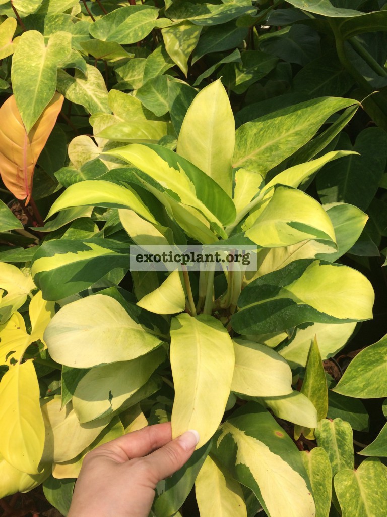 Philodendron Green and Gold