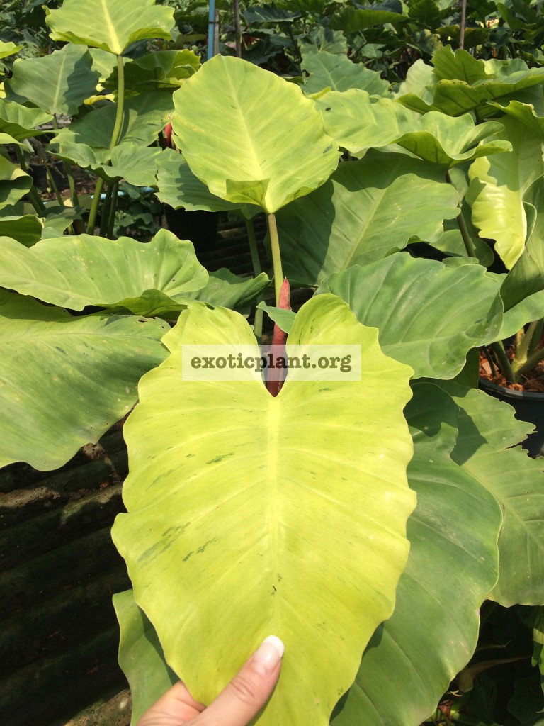 Philodendron Jungle Fever variegated (T01 = philodendron Loa Spot