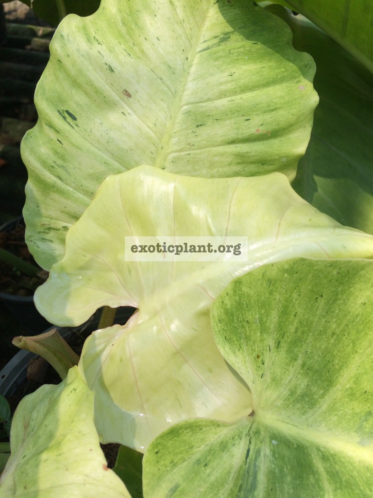 Philodendron Jungle Fever variegated (T01 = philodendron Loa Spot
