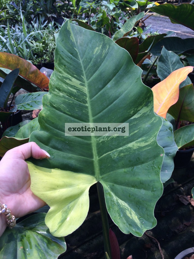 Philodendron Jungle Fever variegated (T02) = philodendron Loa Spot variegated