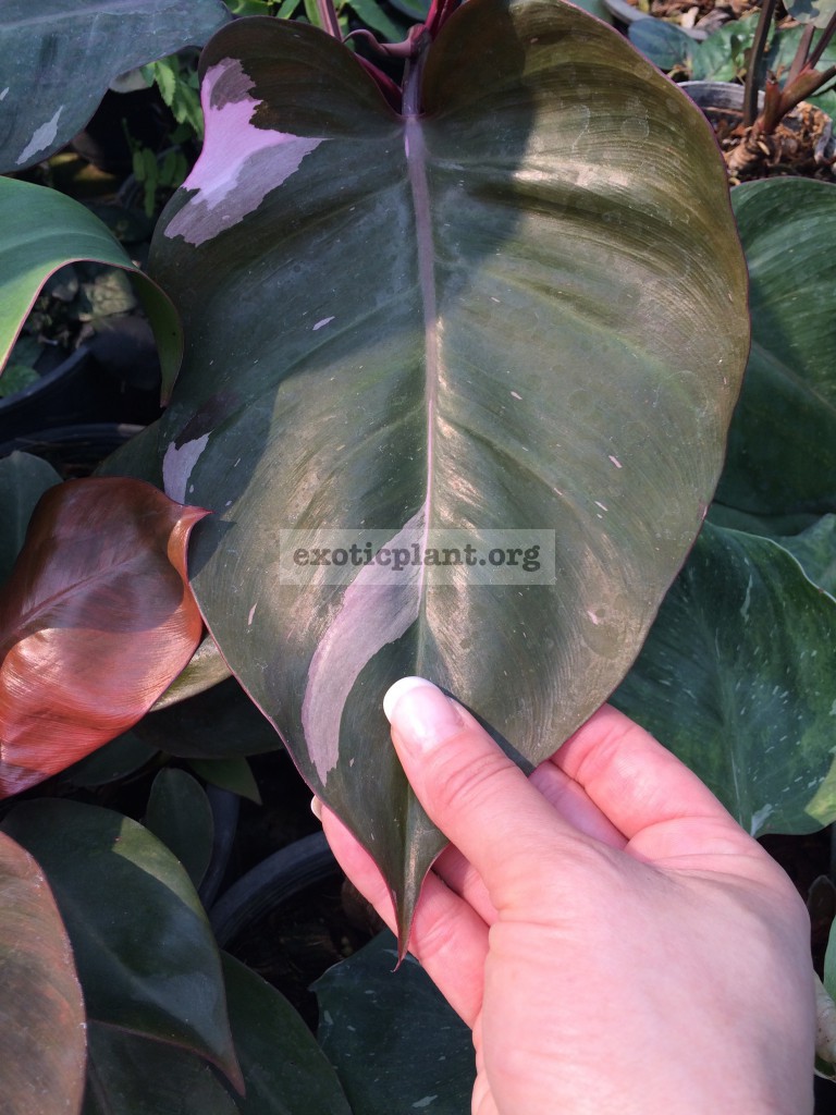 Philodendron Pink Queen