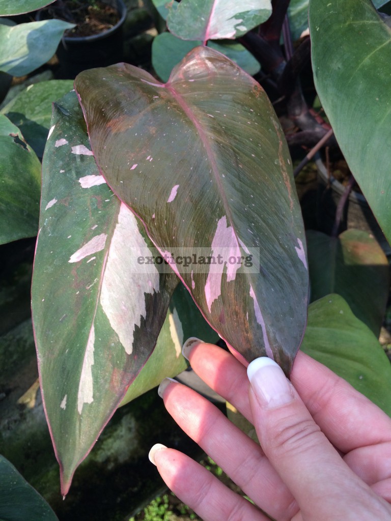Philodendron Pink Queen