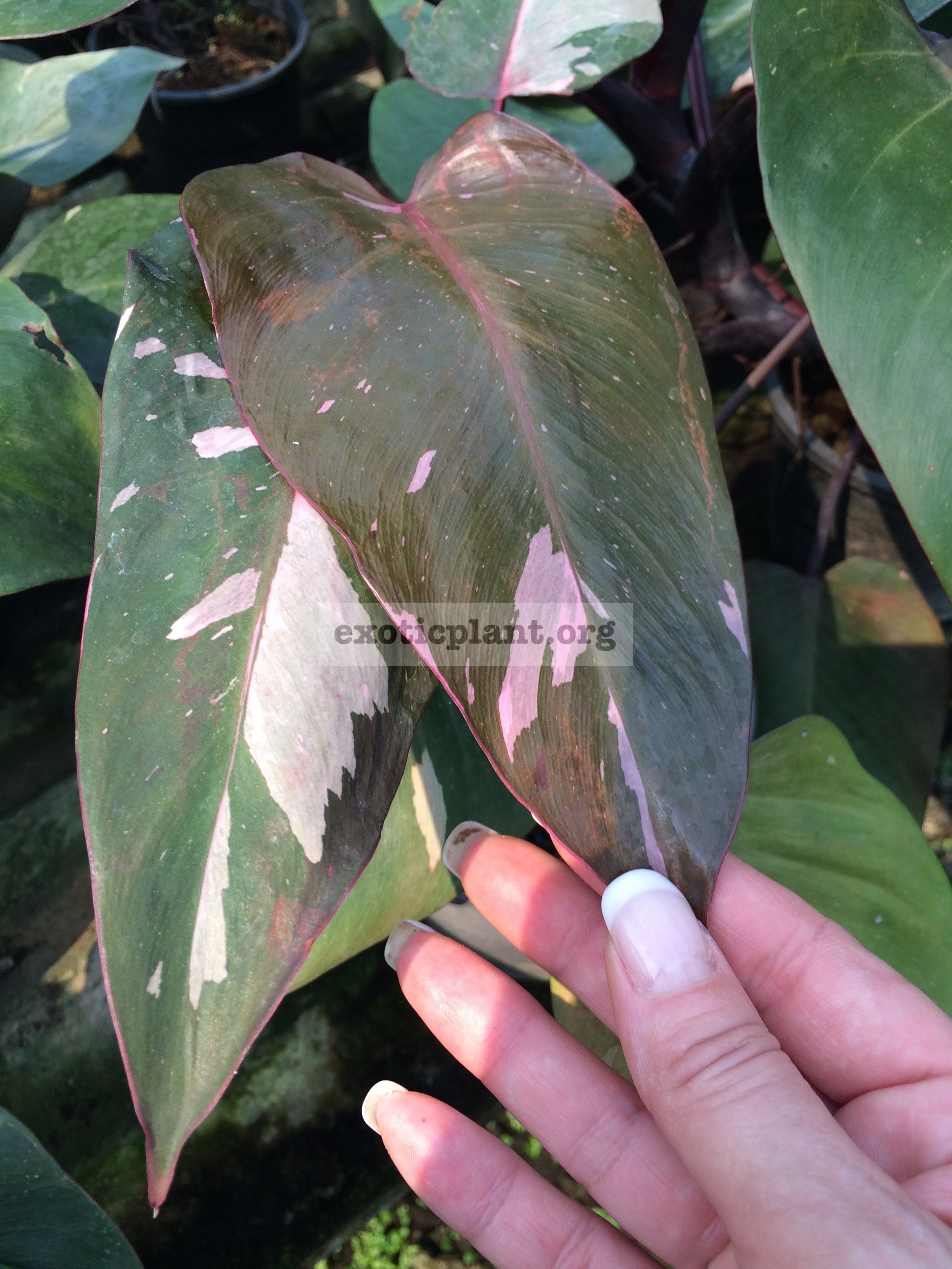 Philodendron Pink Queen 25-50
