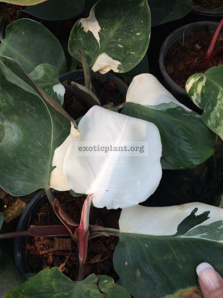 Philodendron White Knight