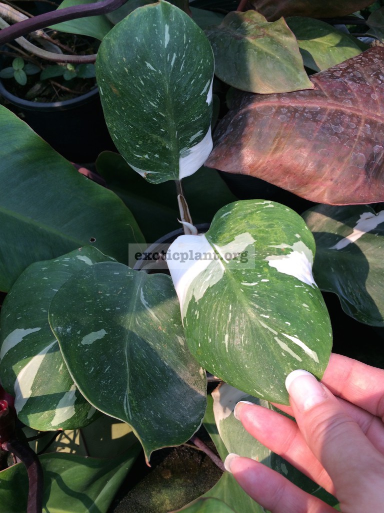 Philodendron White Knight