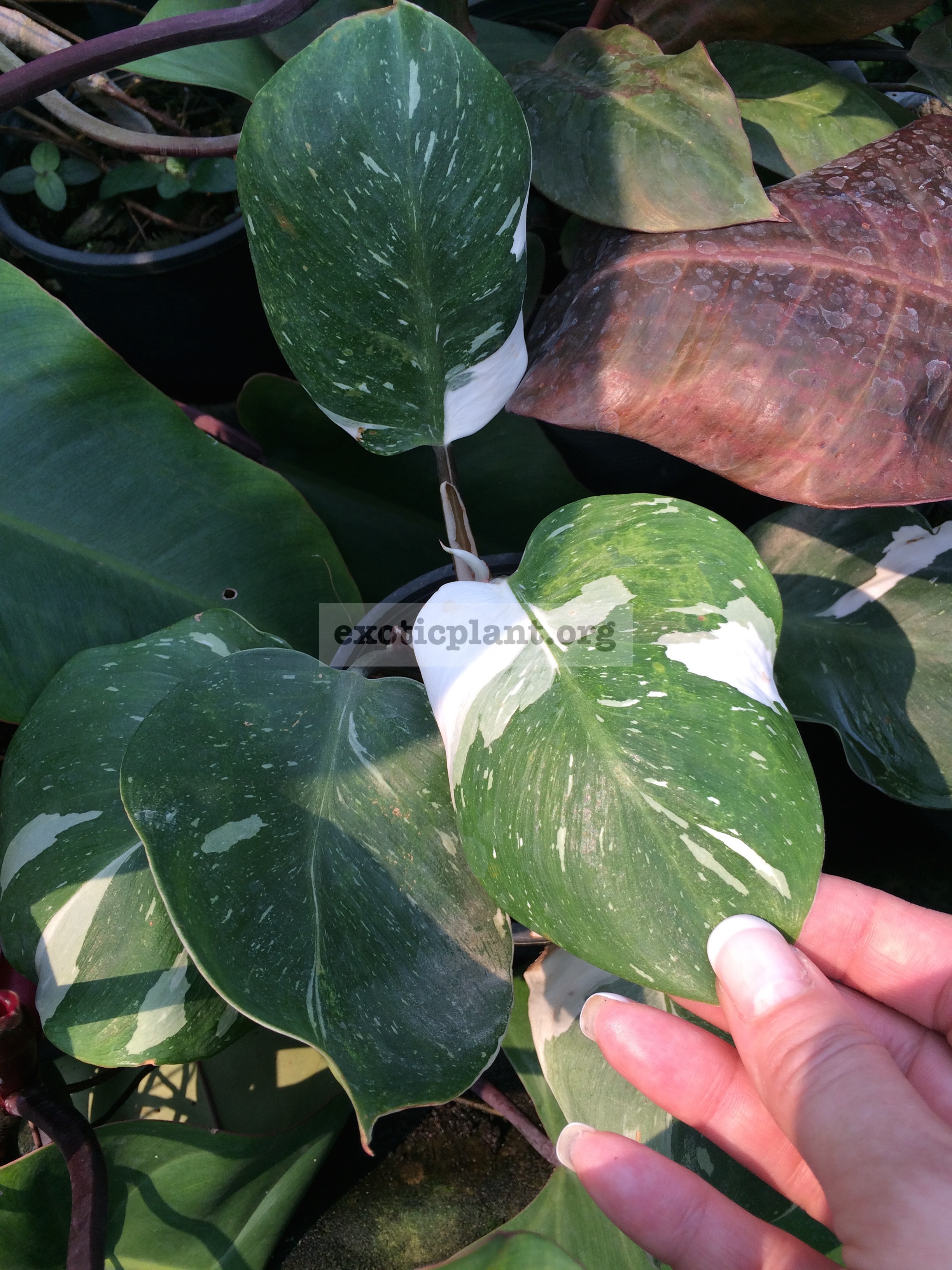 Philodendron White Knight 40-60