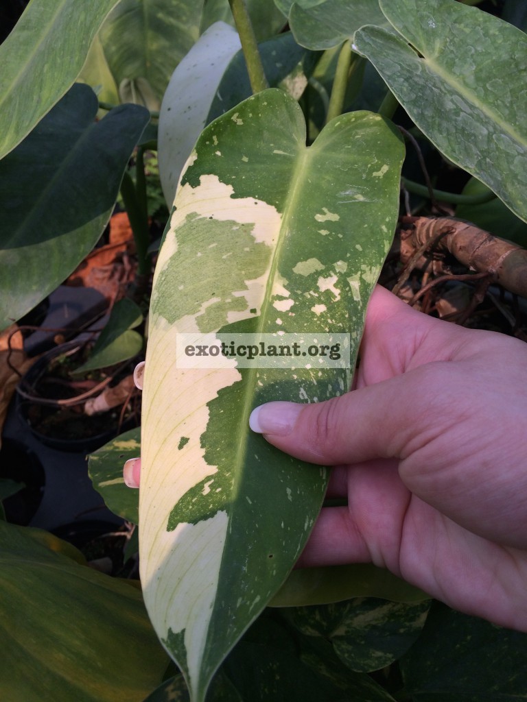 Philodendron imbe White Marble