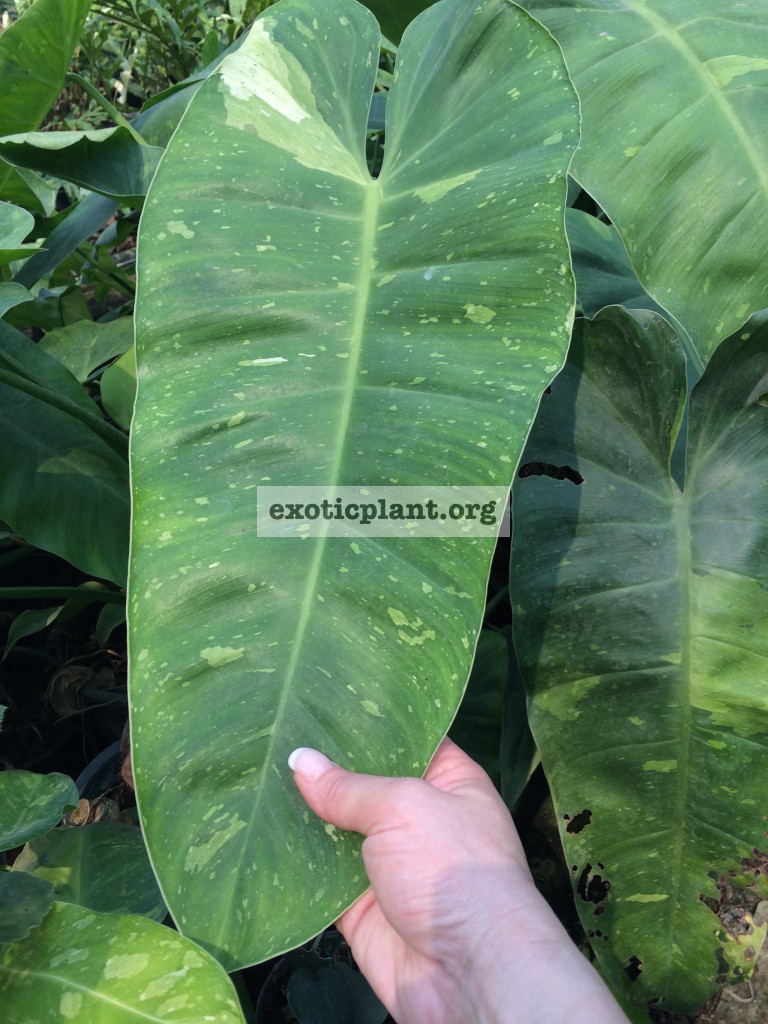 Philodendron imbe White Marble