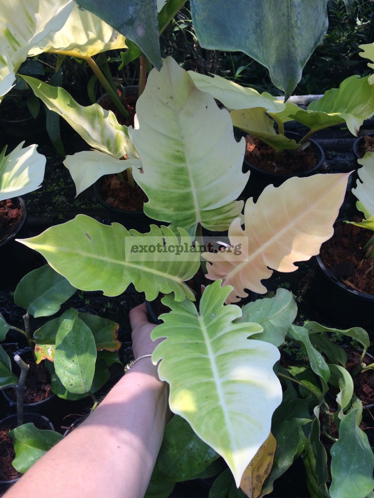 Philodendron serratum Orange