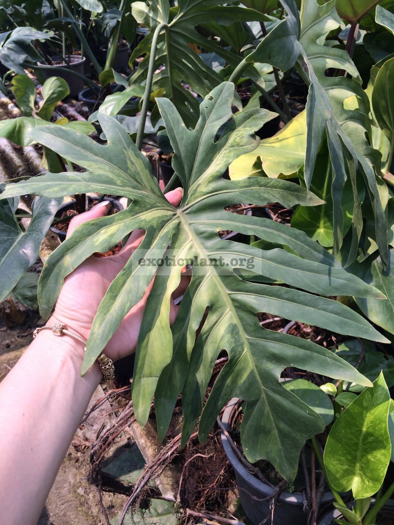 Philodendron sp.(T31) variegated