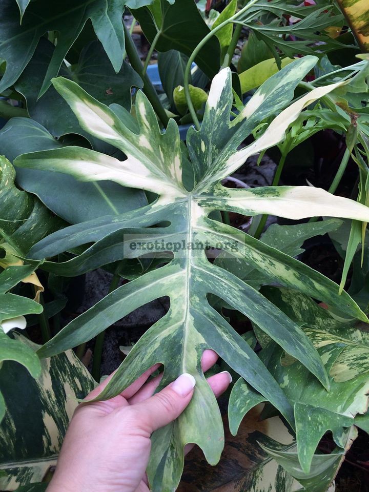 Philodendron sp.(T31) variegated