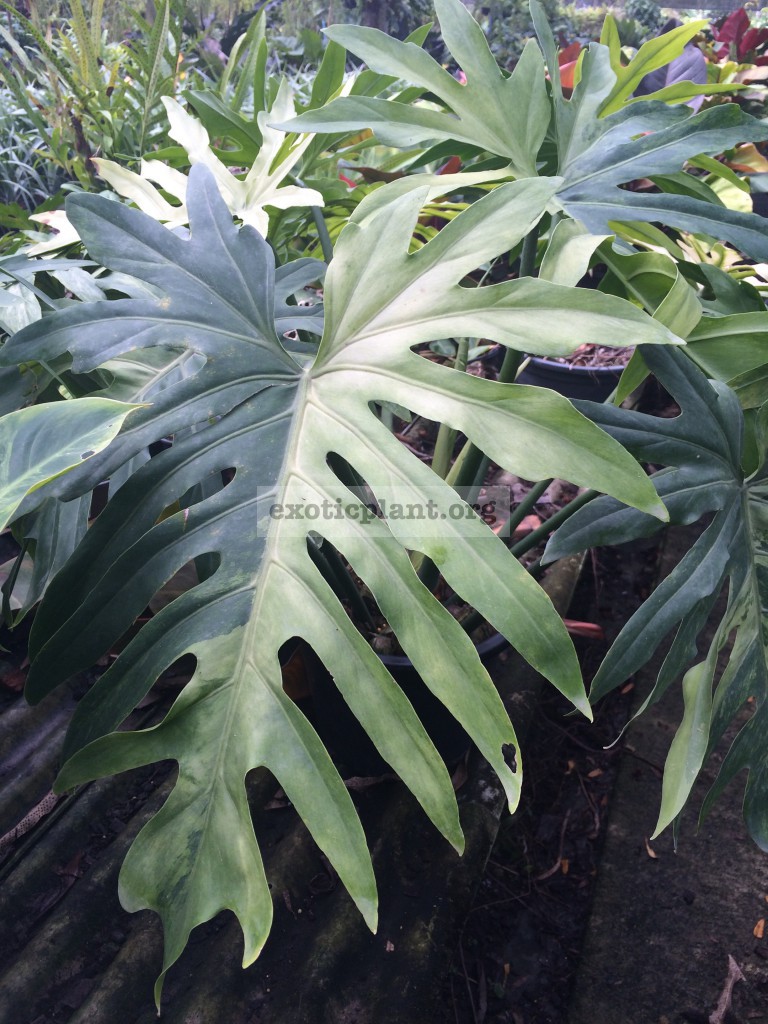 Philodendron sp.(T31) variegated