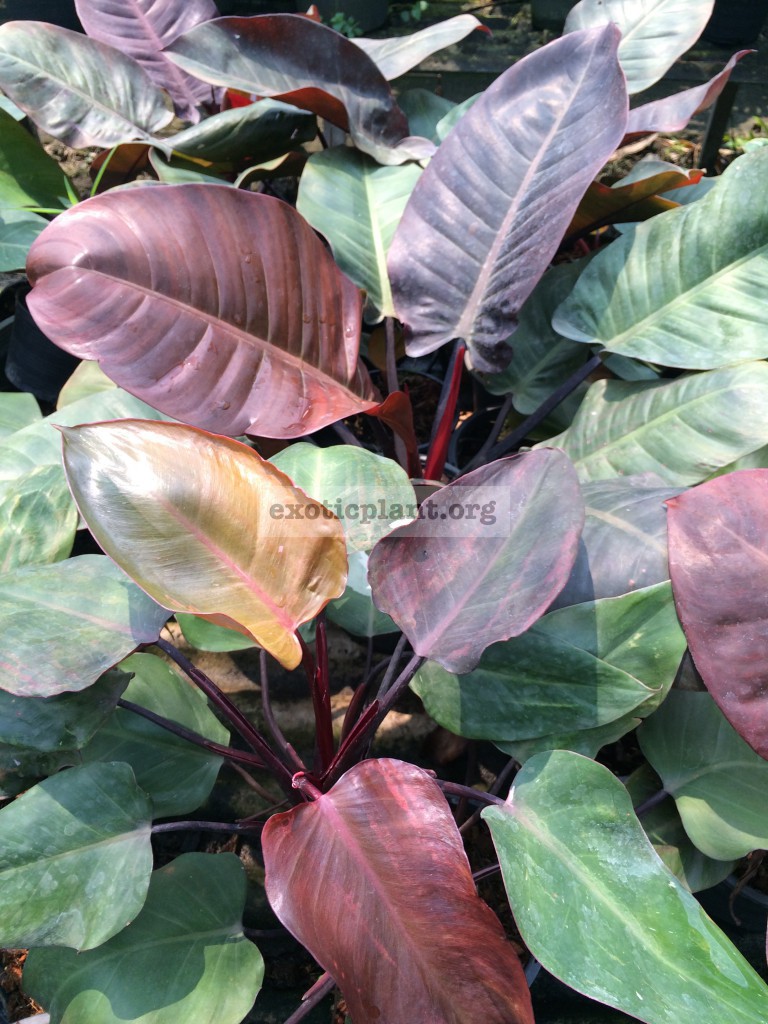 philodendron Black Cardinal Top Red