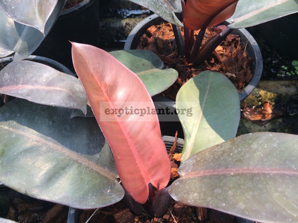 philodendron Black Cardinal Top Red