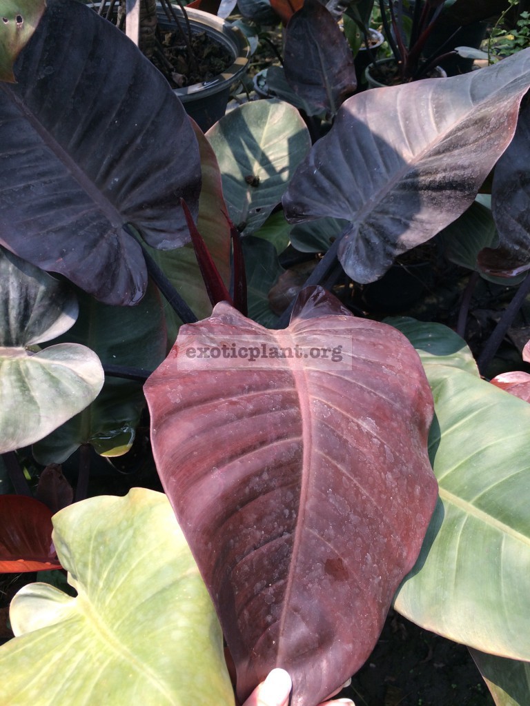 philodendron Black Cardinal Top Red