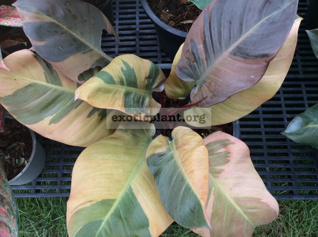 philodendron Black Cardinal variegated