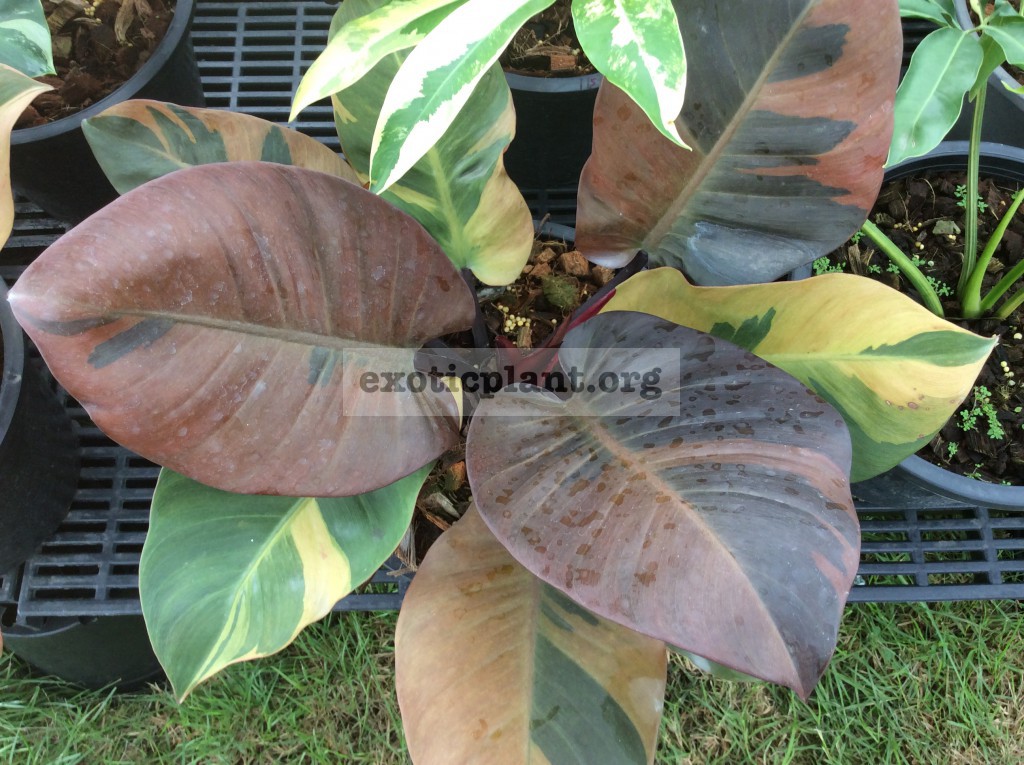 philodendron Black Cardinal variegated