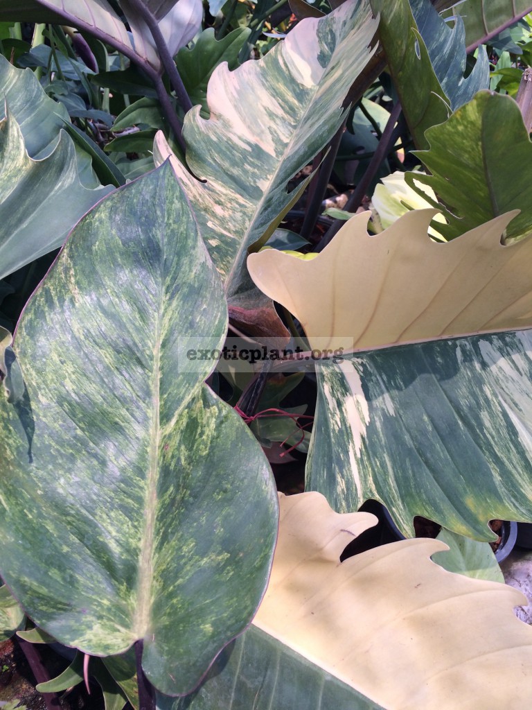 philodendron Caramel Marble