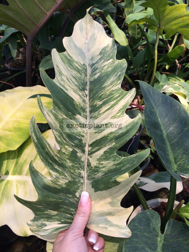 philodendron Caramel Marble