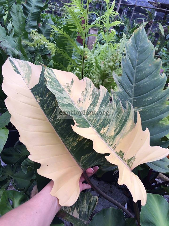 philodendron Caramel Marble