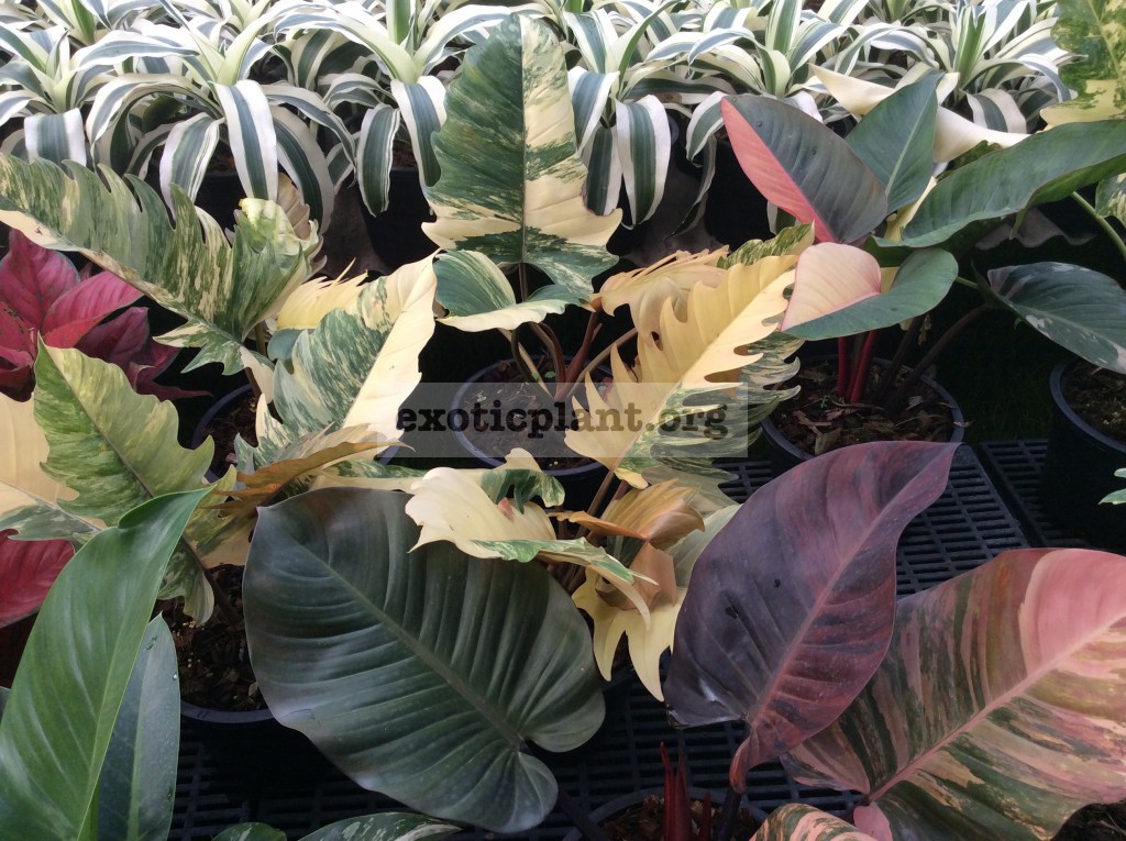 philodendron Caramel Marble & philodendron Congo Red variegated & philodendron Black Cardinal variegated