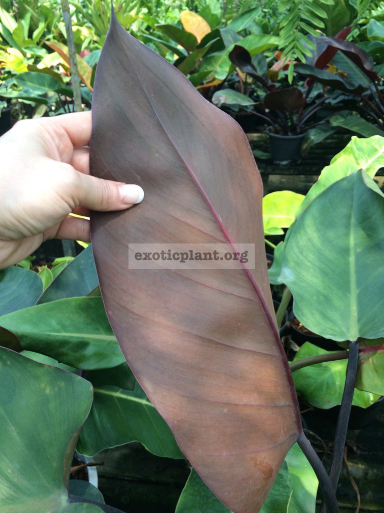 philodendron Chang Mai Red