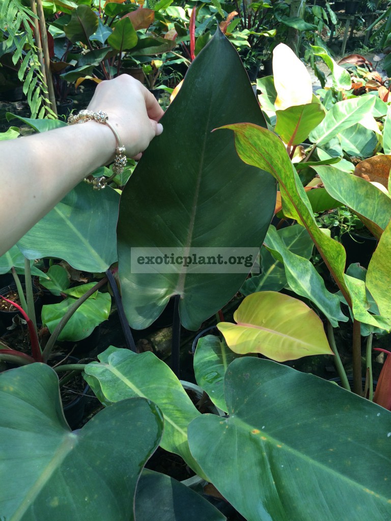 philodendron Chang Mai Red