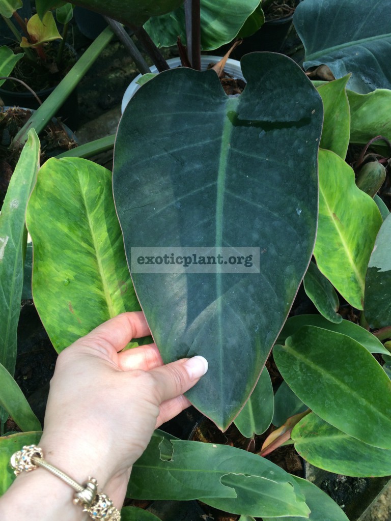 philodendron Chang Mai Red