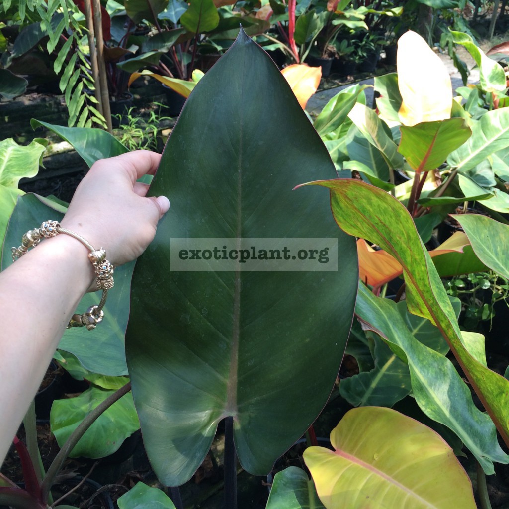 philodendron Chang Mai Red