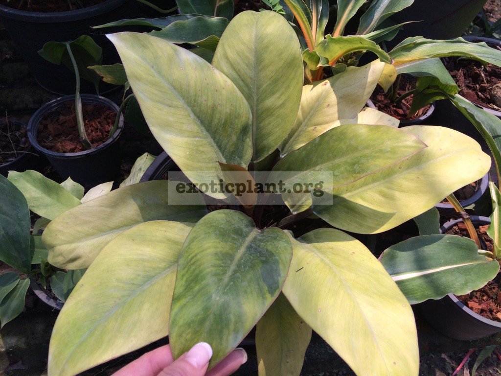 philodendron Congo Red Yellow Mutation