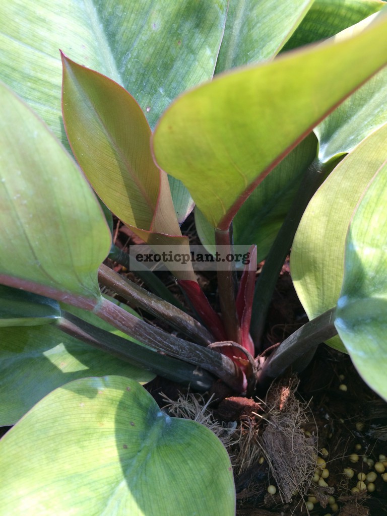 philodendron Congo Red Yellow Mutation