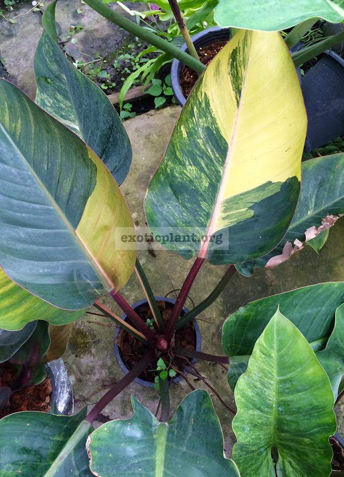 philodendron Congo Red Yellow variegated