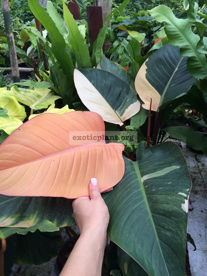 philodendron Congo Red variegated