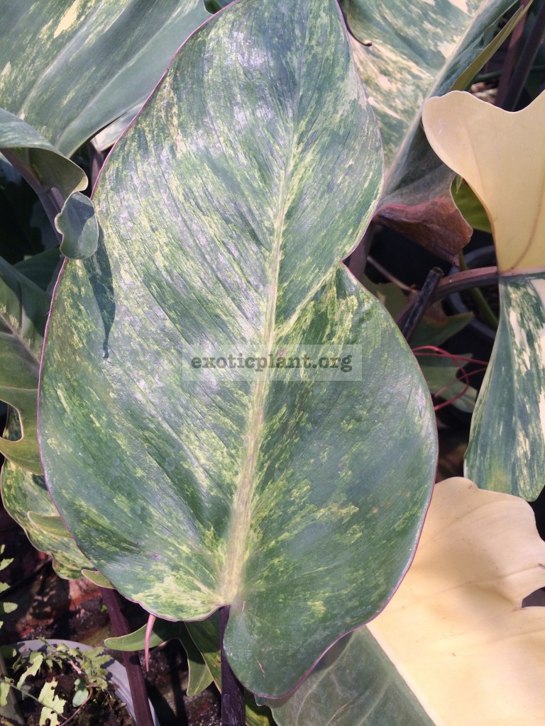 philodendron Congo Red variegated mutation