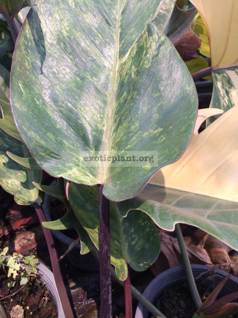 philodendron Congo Red variegated mutation