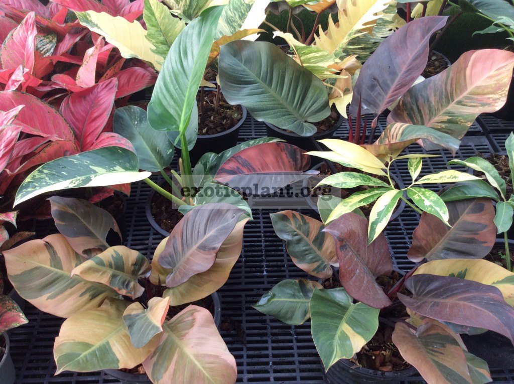 philodendron Congo Red variegated & philodendron Black Cardinal variegated