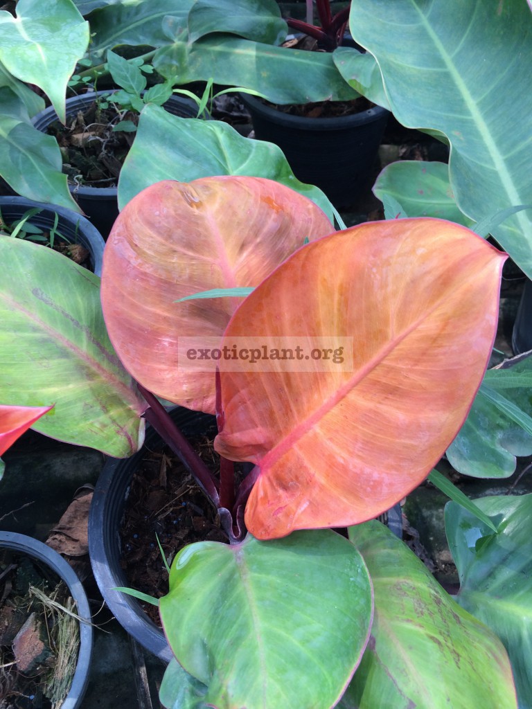 philodendron Dang Ampon