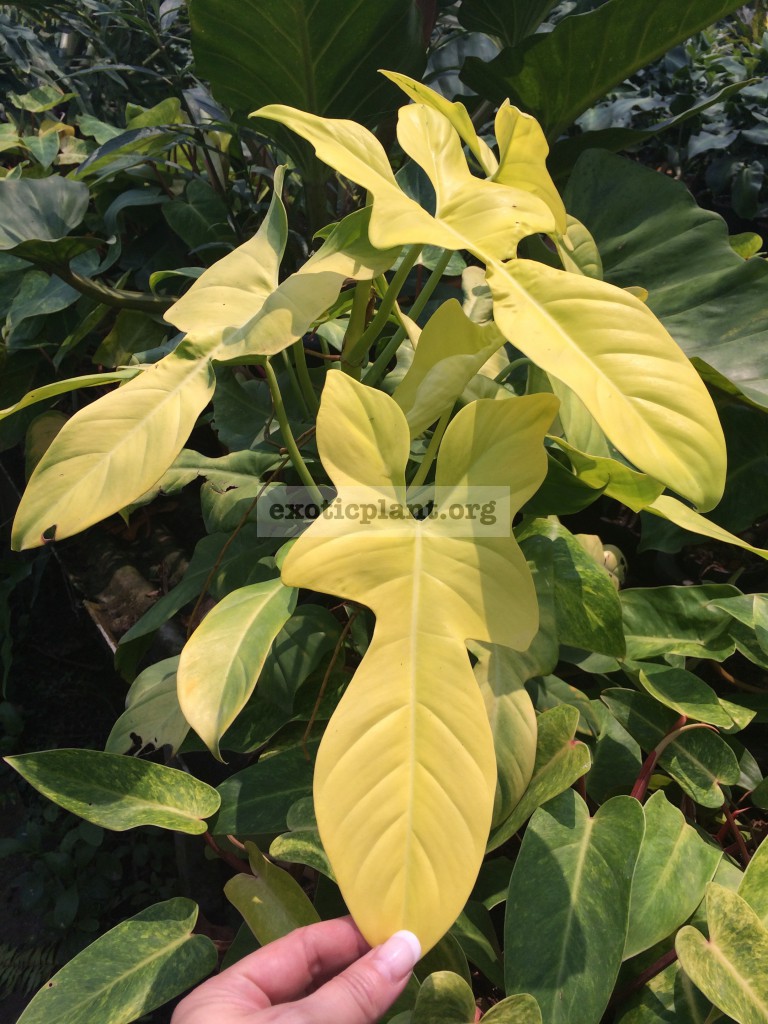 philodendron Golden Violine