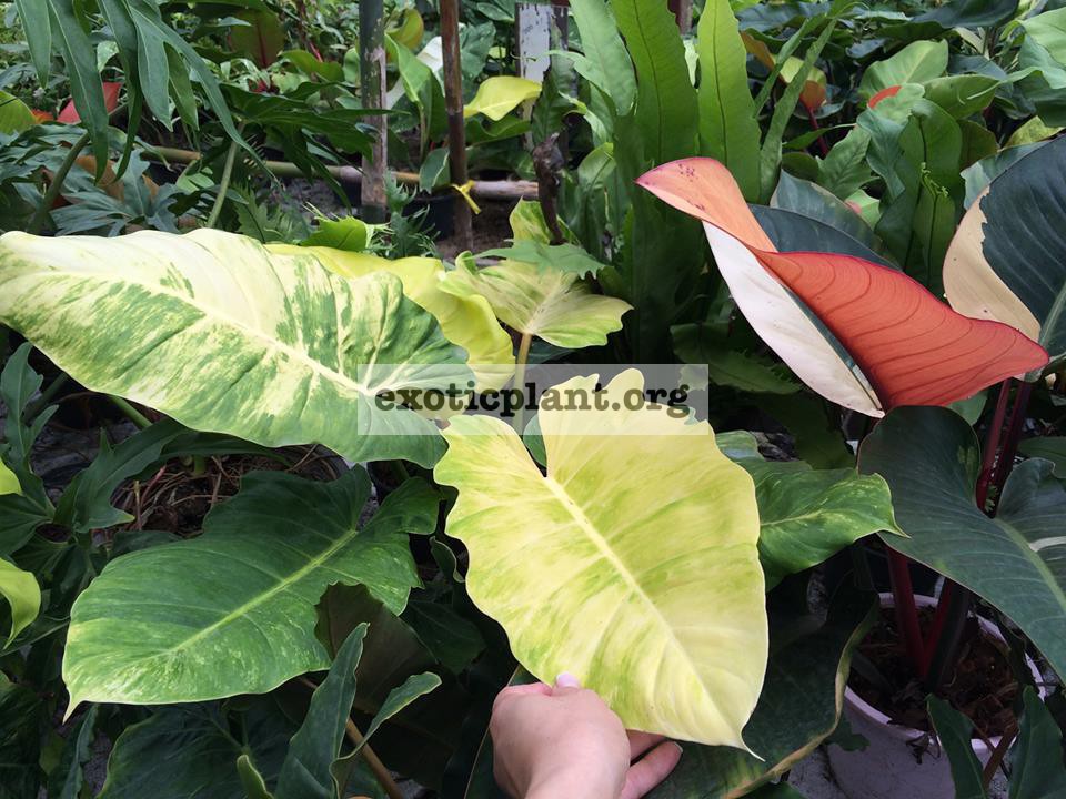 philodendron Loa Spot variegated & philodendron Congo Red variegated