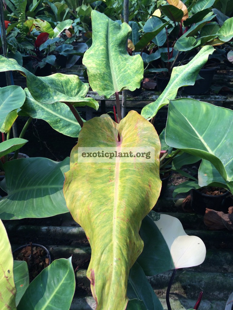 philodendron Mone