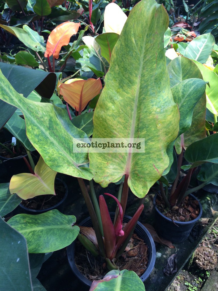 philodendron Mone