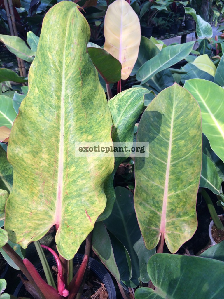 philodendron Mone & philodendron Bonus