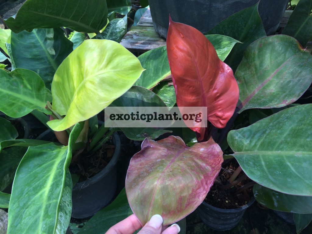 philodendron Moonlight & philodendron Dang Ampon