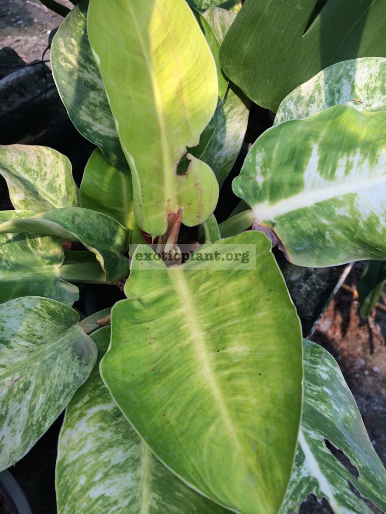 philodendron Moonlight variegated