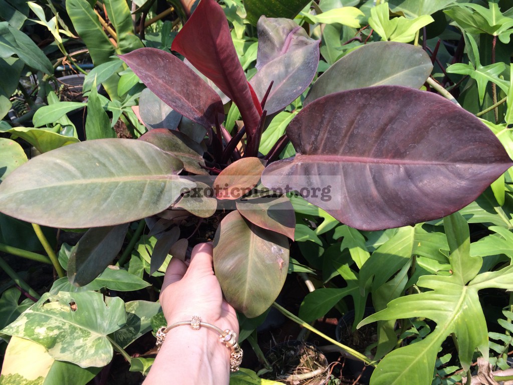 philodendron Noname (Purple Leaves)