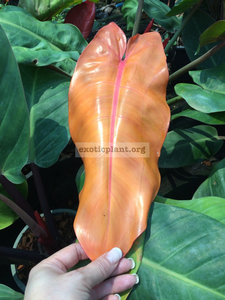 philodendron Sunlight Orange Top